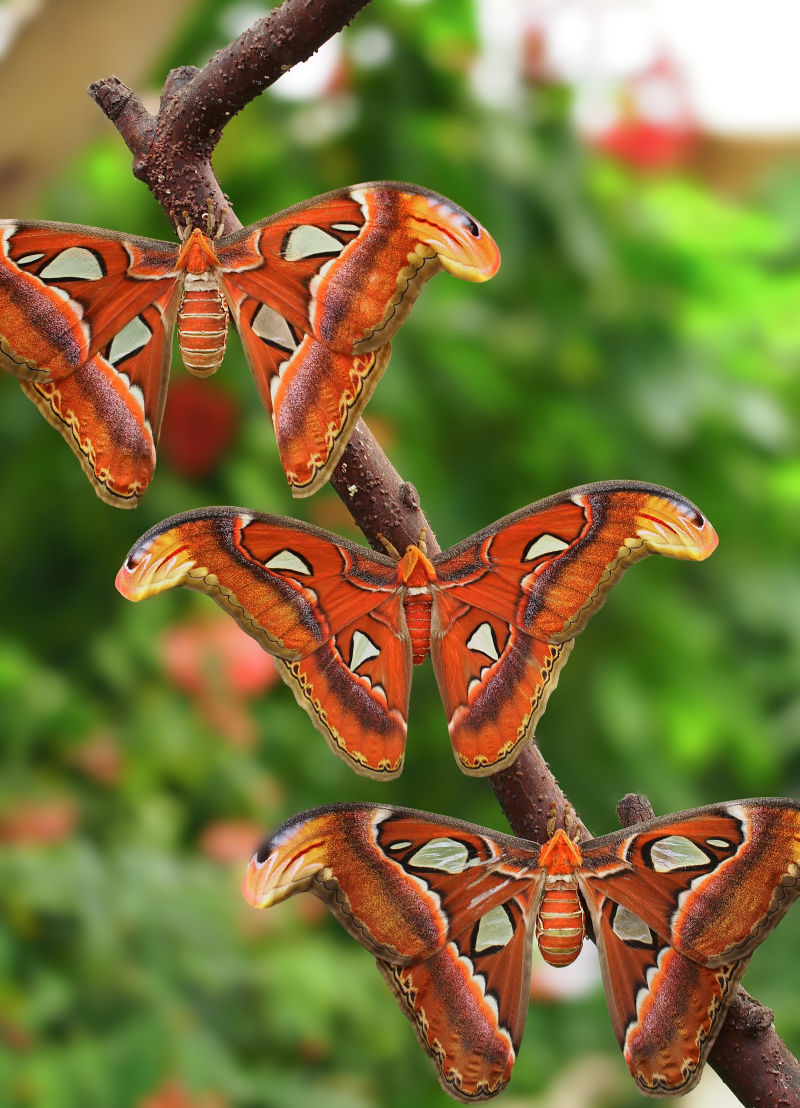 粉红色的莫蒂尔蝴蝶