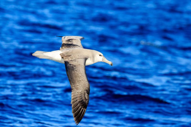 蓝色海洋中的Shy Albatross