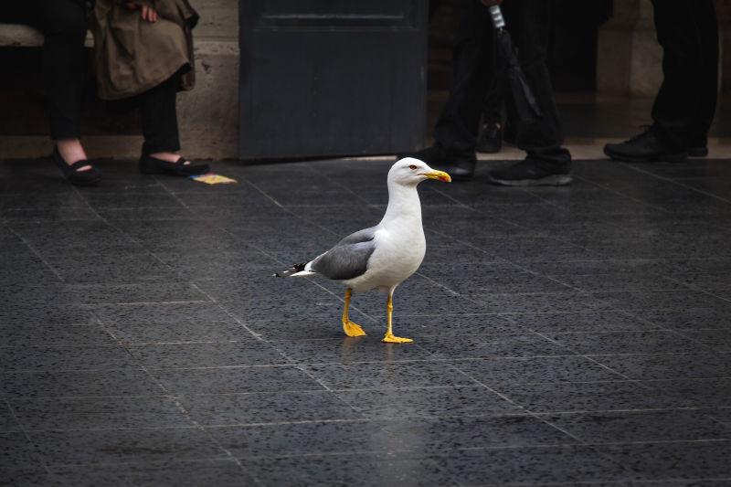 大海鸥走在罗马