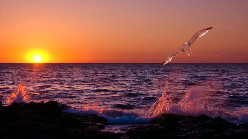波涛灿烂的夕阳下波涛汹涌的海浪飞溅海鸥