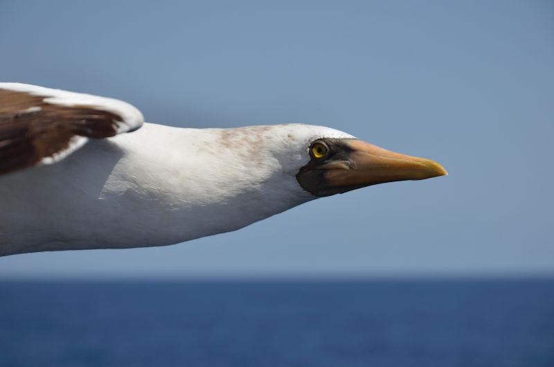 信天翁天空飞翔