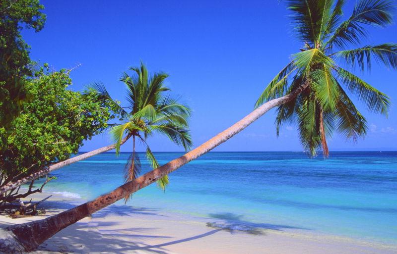 蓝天海上的棕榈树