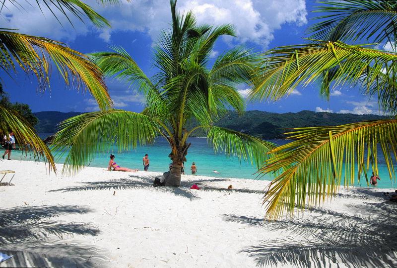 度假村的海滩棕榈树