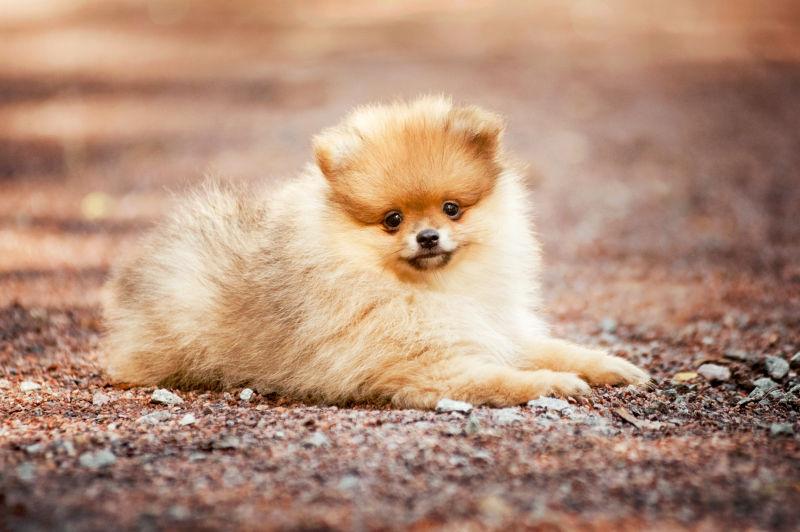 图片 创意图片 宠物房子里棕色的小猎狗系列 一 宠物小狗(35张图片)