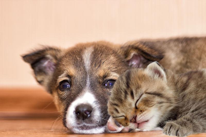 可爱的小狗和小猫