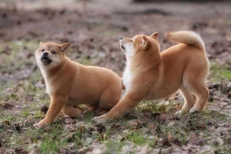 户外的两只宠物小狗