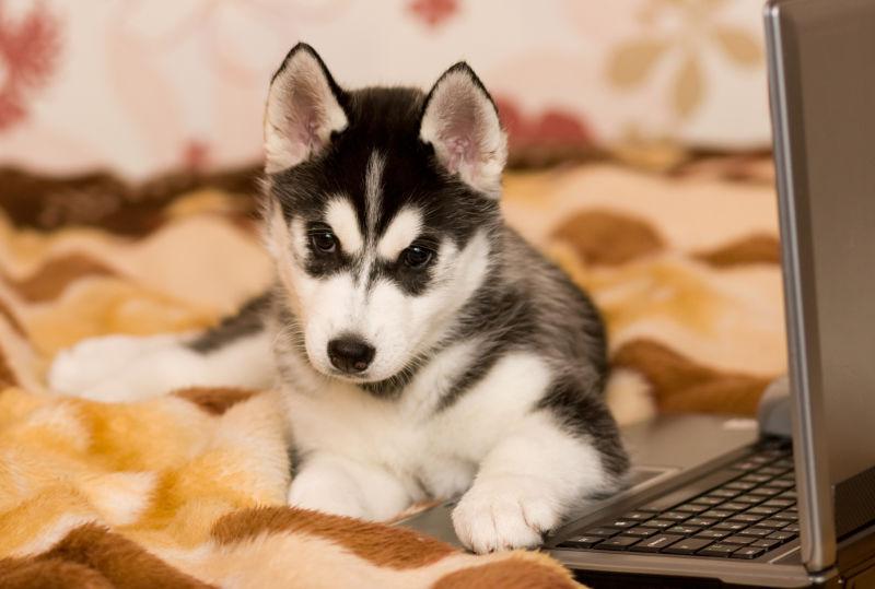 可爱的小哈士奇