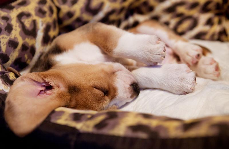 沉睡的宠物小狗