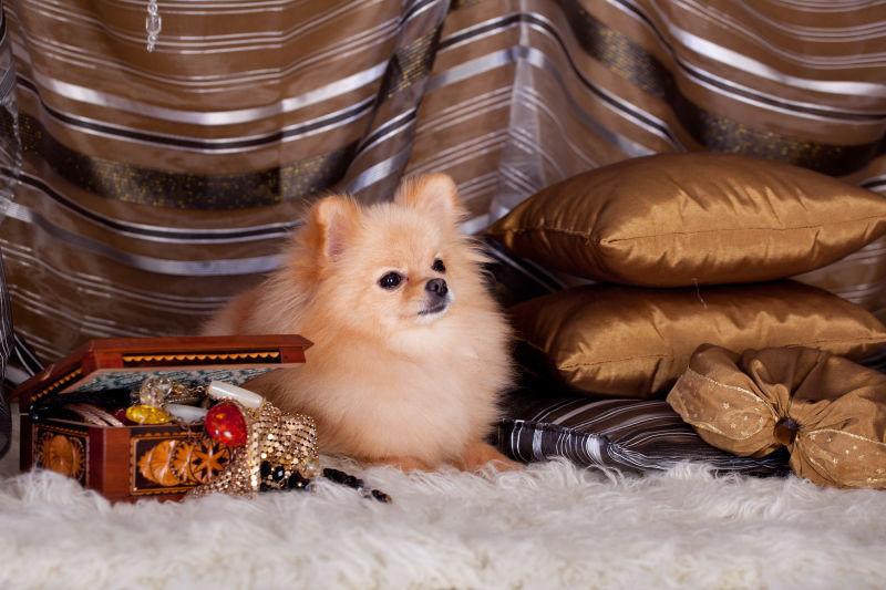 床上的可爱小狗