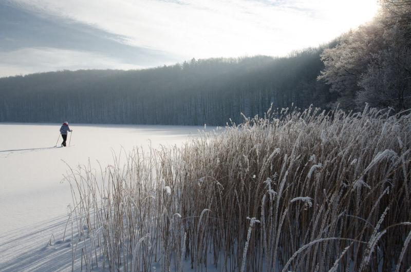 在落满雪的芦苇和树木围着的滑雪场滑雪的女人