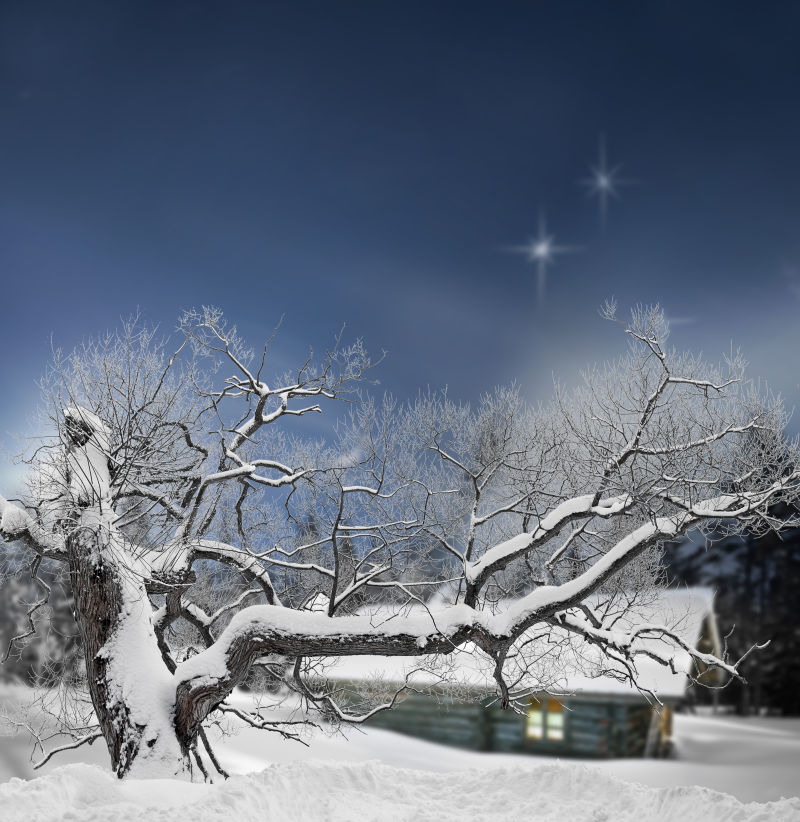 大雪覆盖的树木与房屋