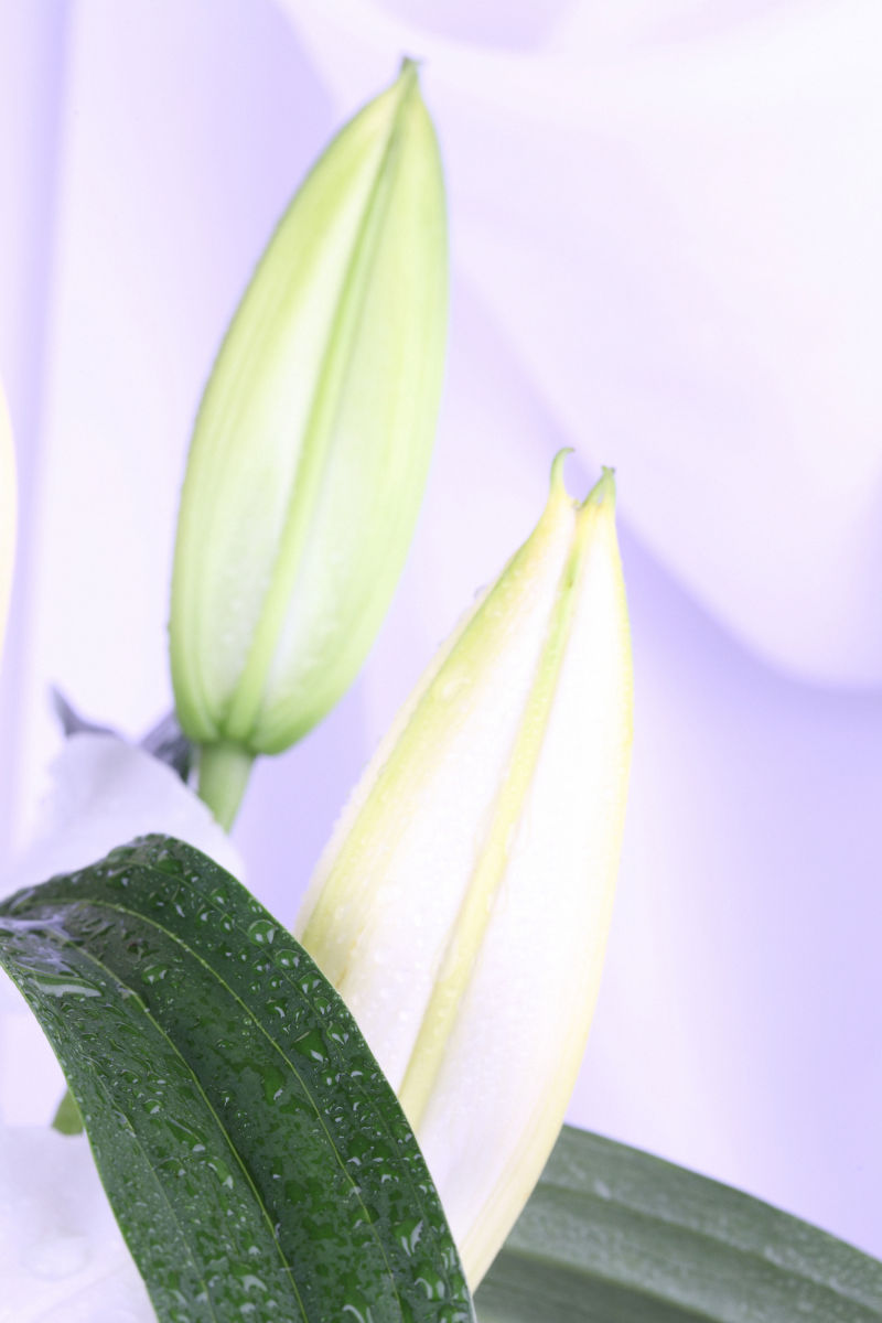 白色百合花图片 含苞待放的百合花素材 高清图片 摄影照片 寻图免费打包下载