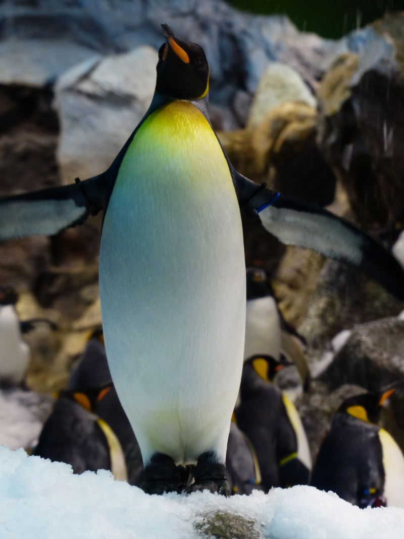 一群站在冰上的企鹅