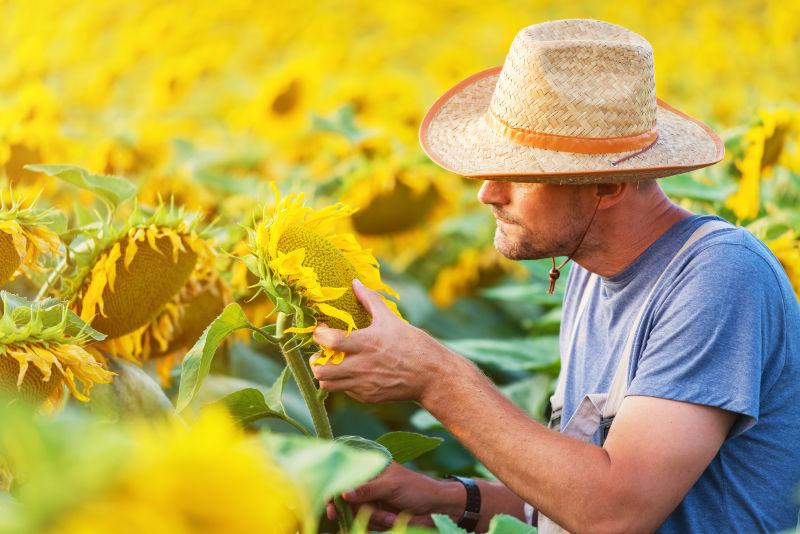 看着向日葵种子的农夫