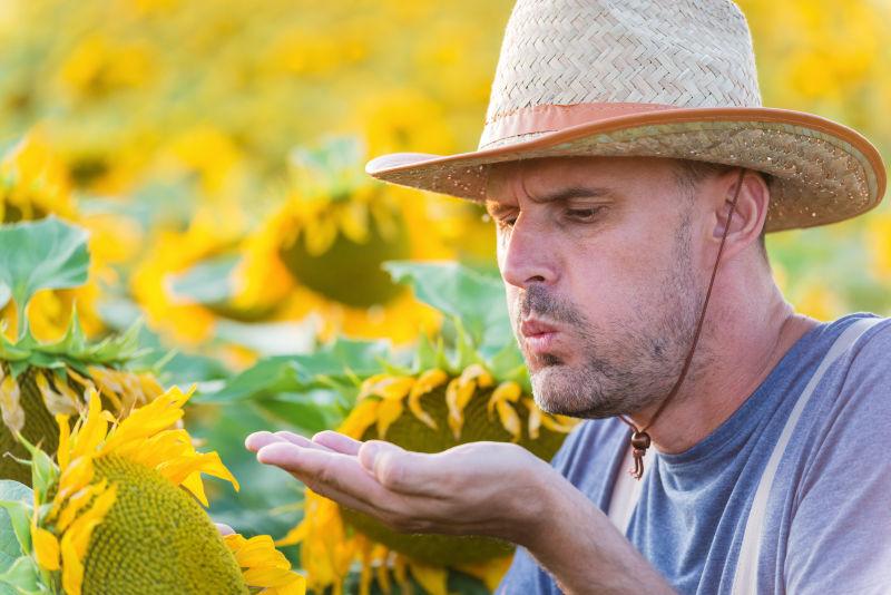 农民满意的吹着向日葵种子