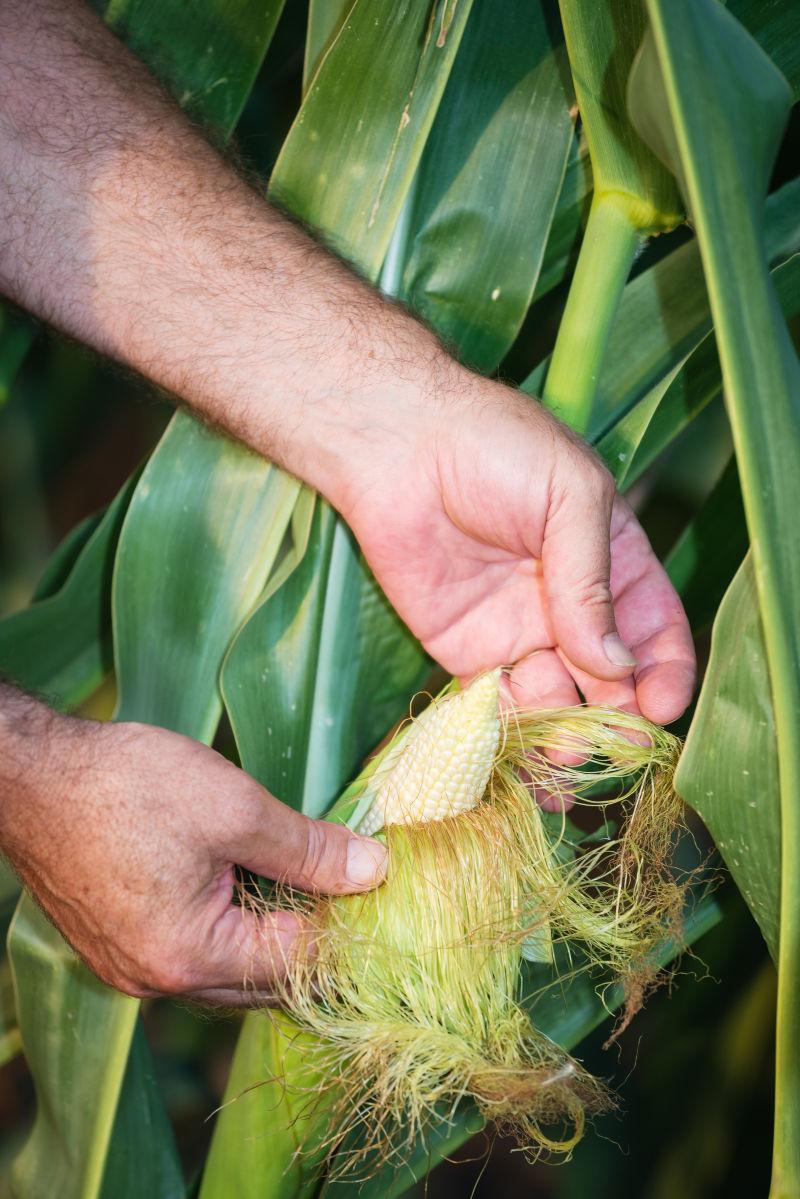 农民双手搬开玉米