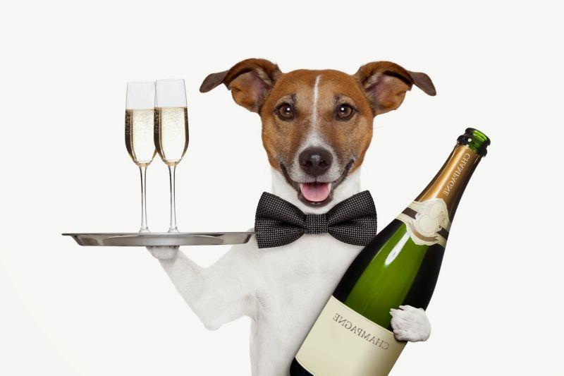 端着托盘与啤酒的服务生狗狗