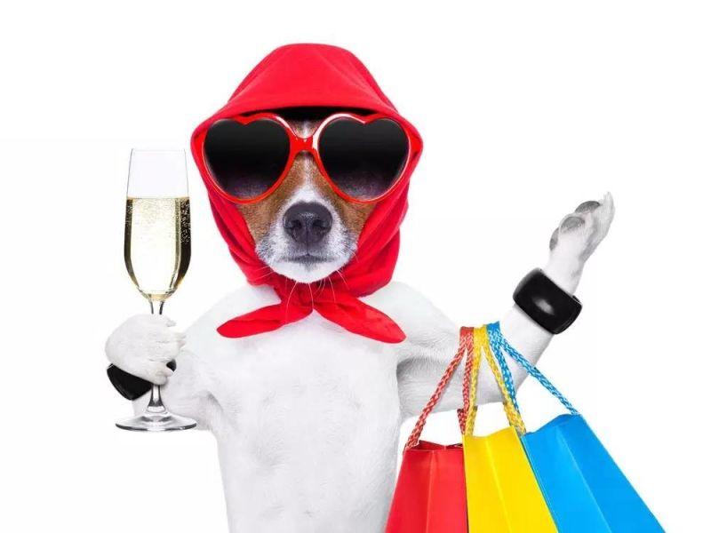 拎着包品尝香槟的狗狗