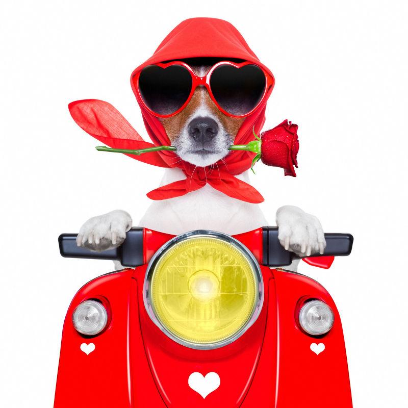 骑机车叼着玫瑰的狗狗