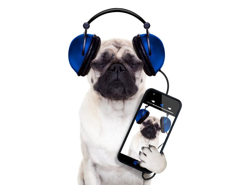 使用手机戴耳机的狗狗
