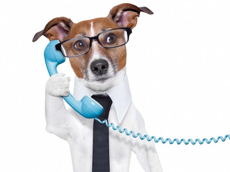 穿正装接电话的狗狗