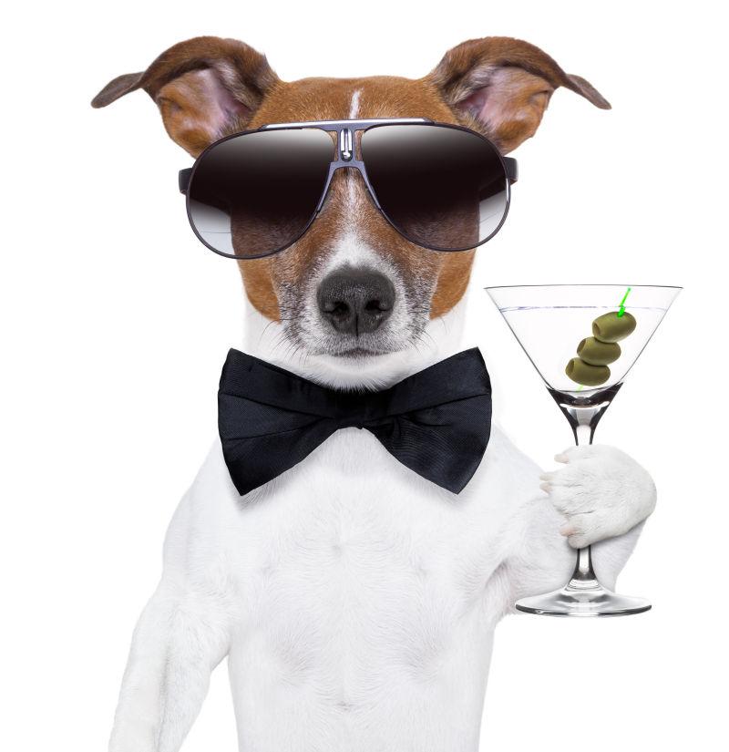 白色背景下品尝香槟的狗狗