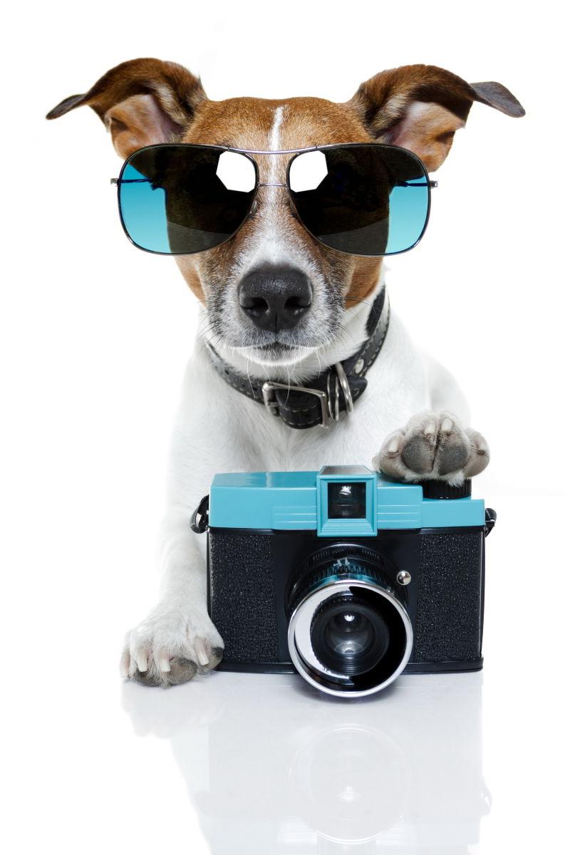 摄影师狗狗