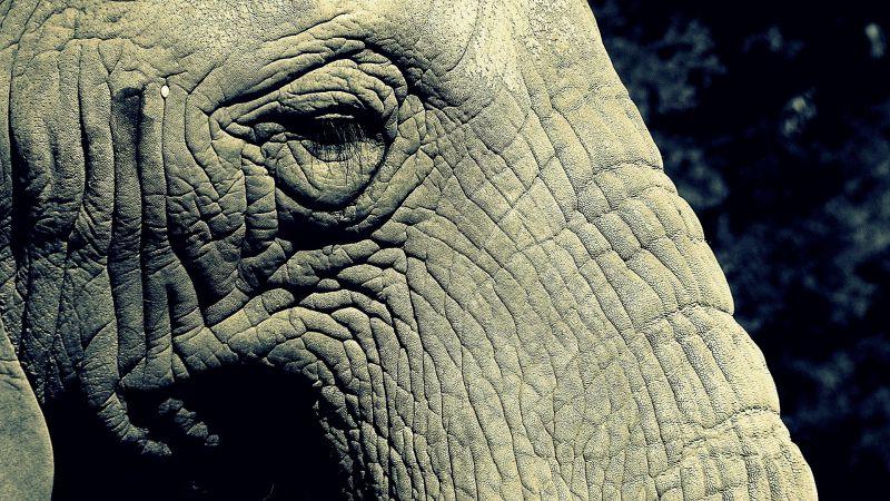 皮肤松弛的大象眼部