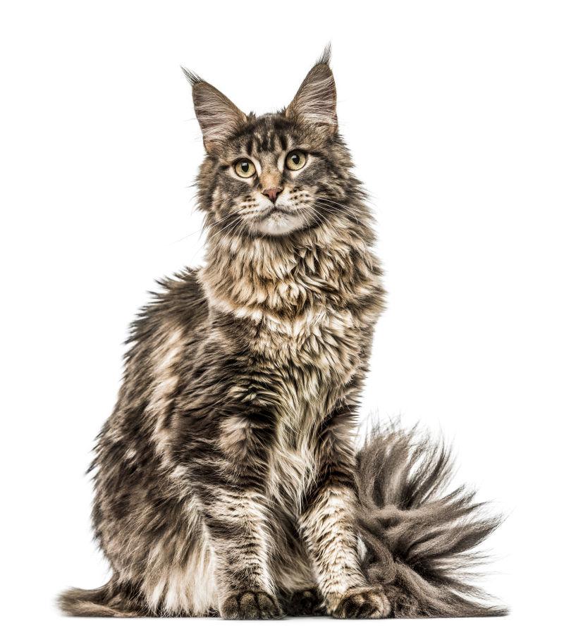 白色背景中的一只猫咪