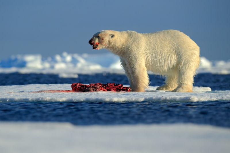 正在进餐的北极熊