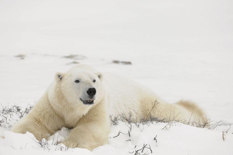 雪地里的北极熊