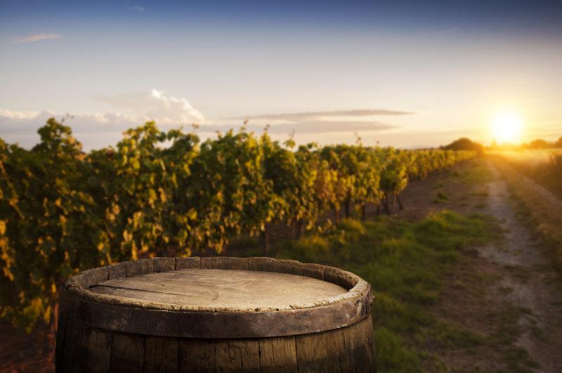 晴天阳光下的绿色葡萄园旁的红酒桶