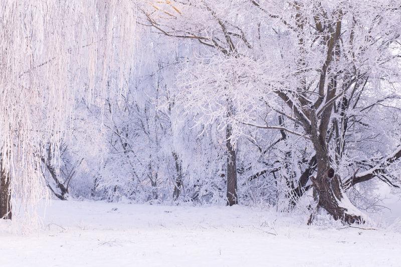 冬季清晨美丽的雪景