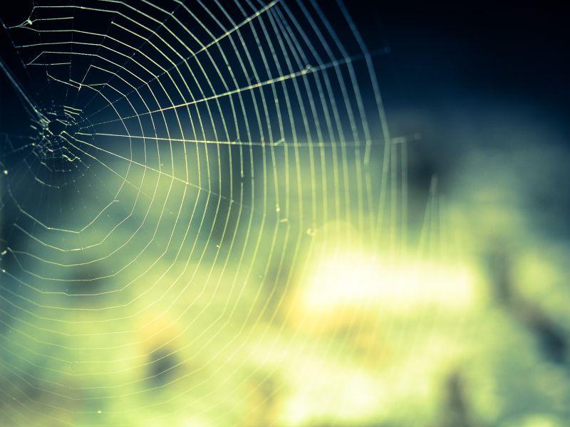 绿色草丛中的蜘蛛网