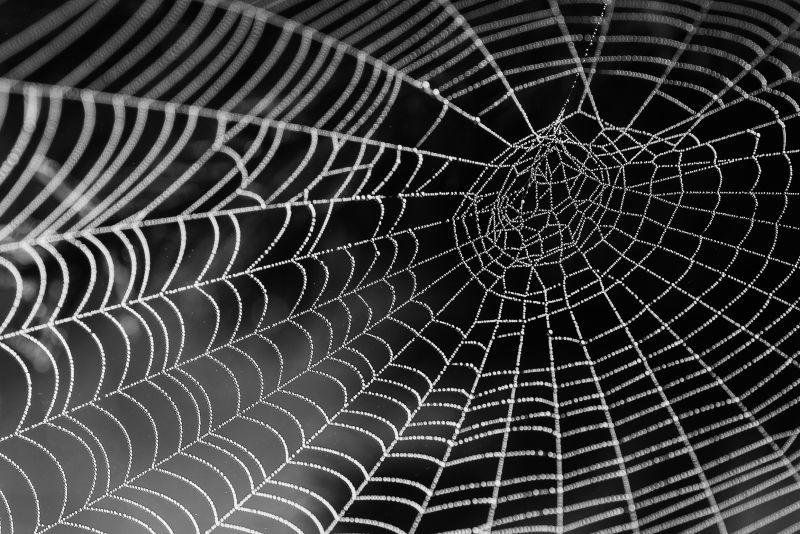 蜘蛛网图片-蜘蛛网覆盖在露珠或雨滴中素材-高清图片-摄影照片-寻图免费打包下载