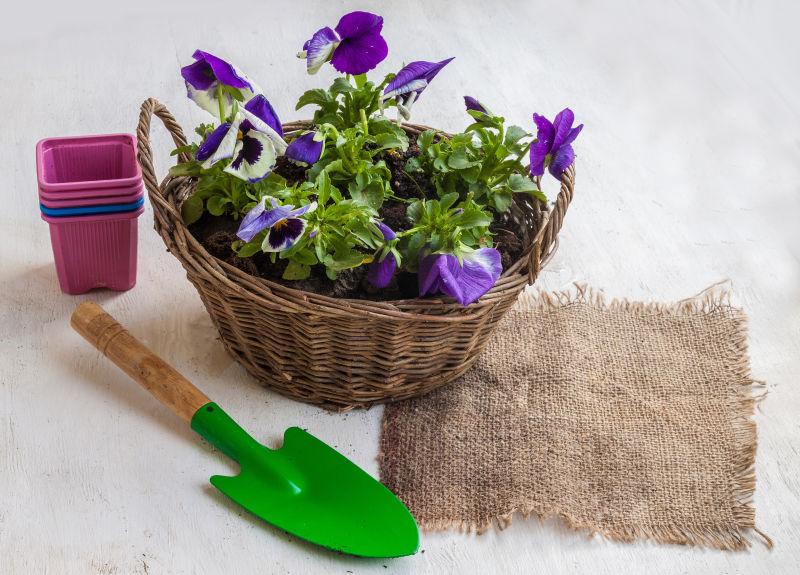 篮子里的紫罗兰和旁边的铲子