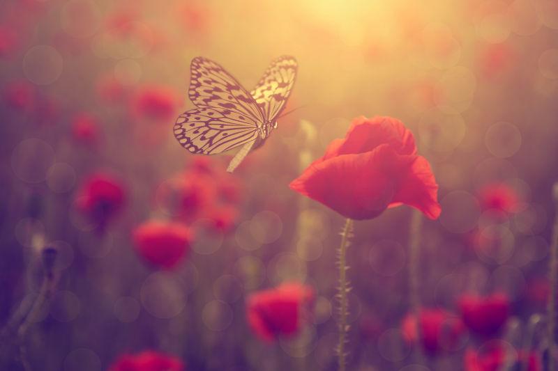 红色的花朵和蝴蝶