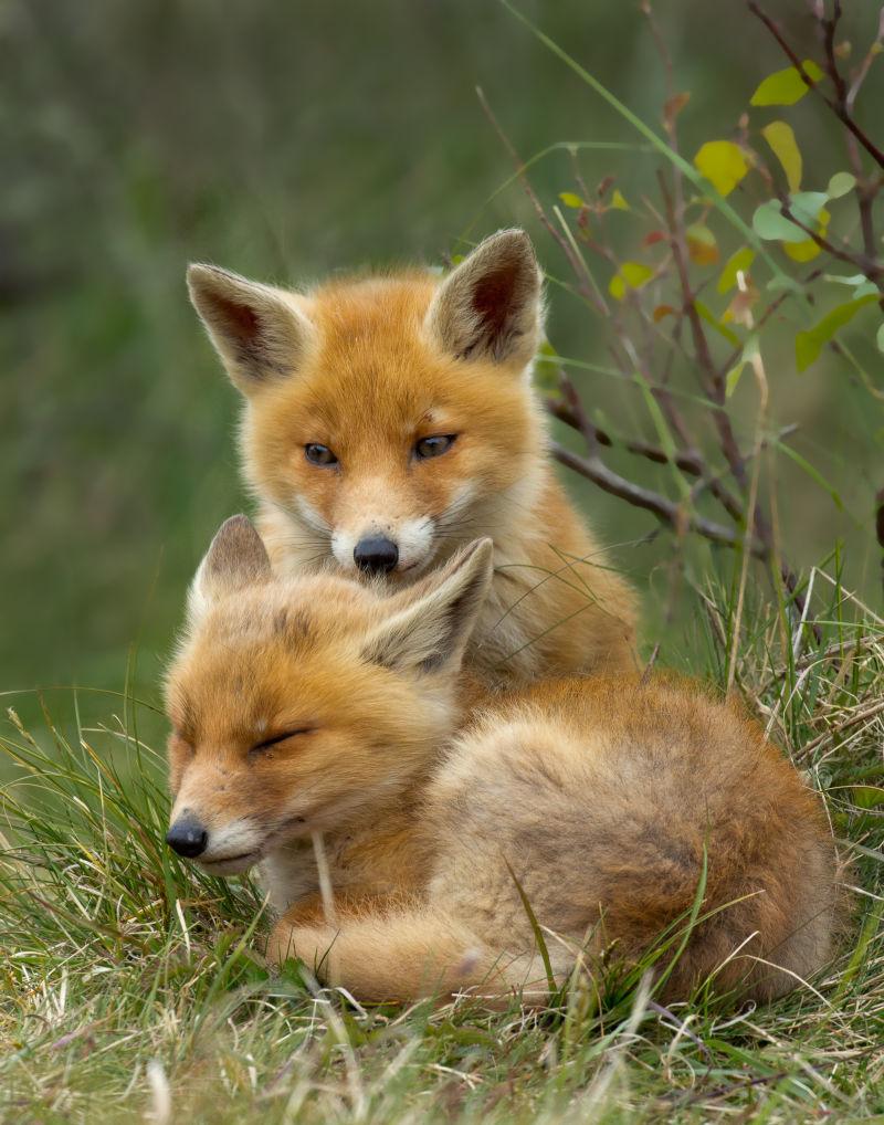 在一起玩耍的狐狸幼崽