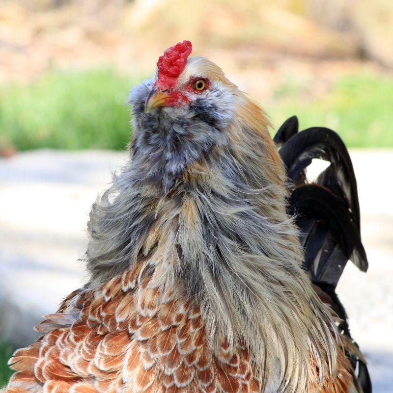 户外有阳光的草地上的脖子上有着长羽毛的公鸡