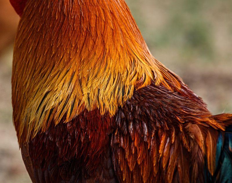 室外背景下公鸡脖子和背上的羽毛
