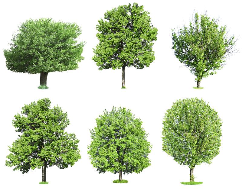 白色背景下的绿树