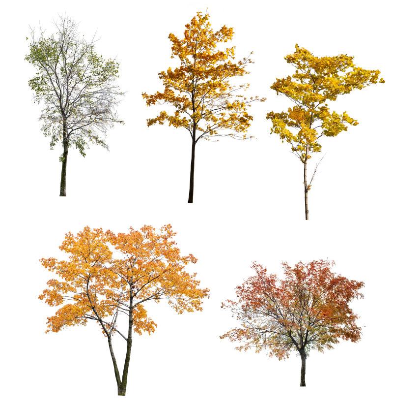 在白色背景上孤立五棵秋天的树木