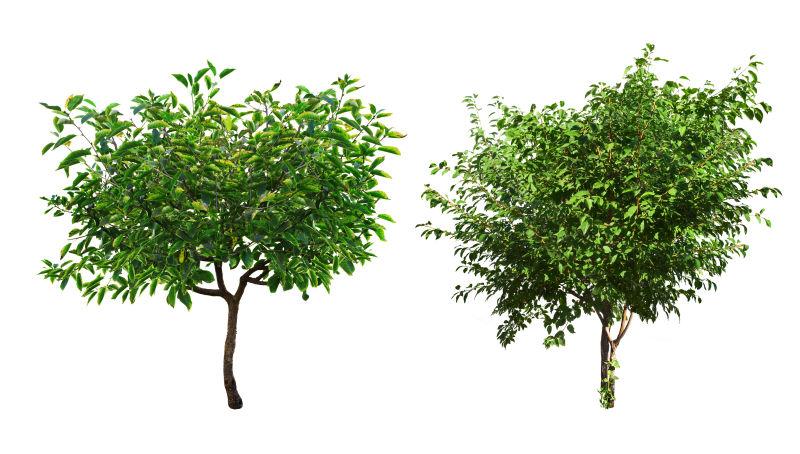 白色背景上两棵绿树
