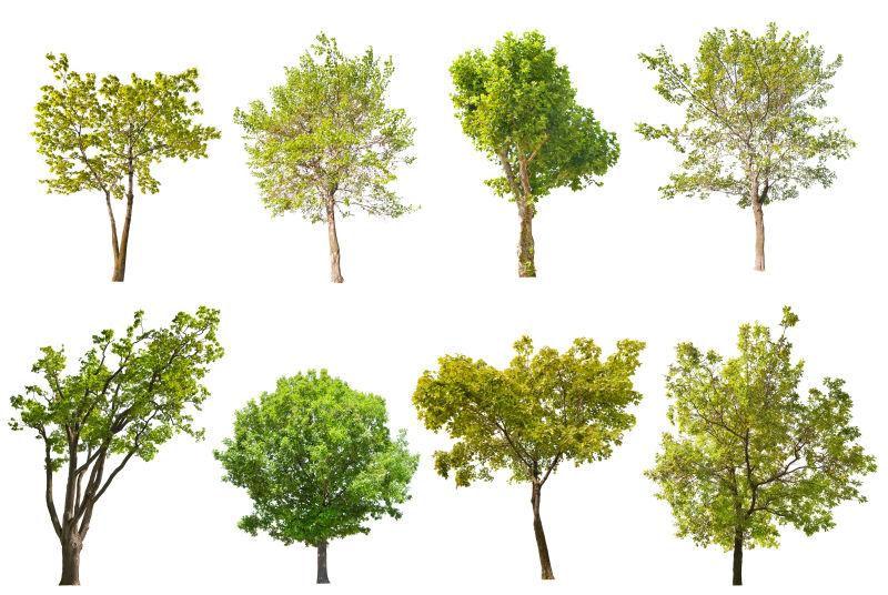 白色背景下的八棵绿色的树
