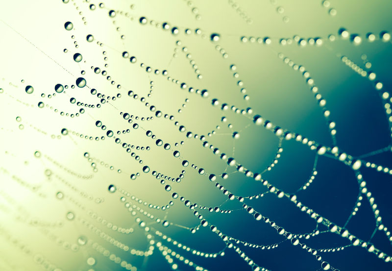 日出时有露水蜘蛛网