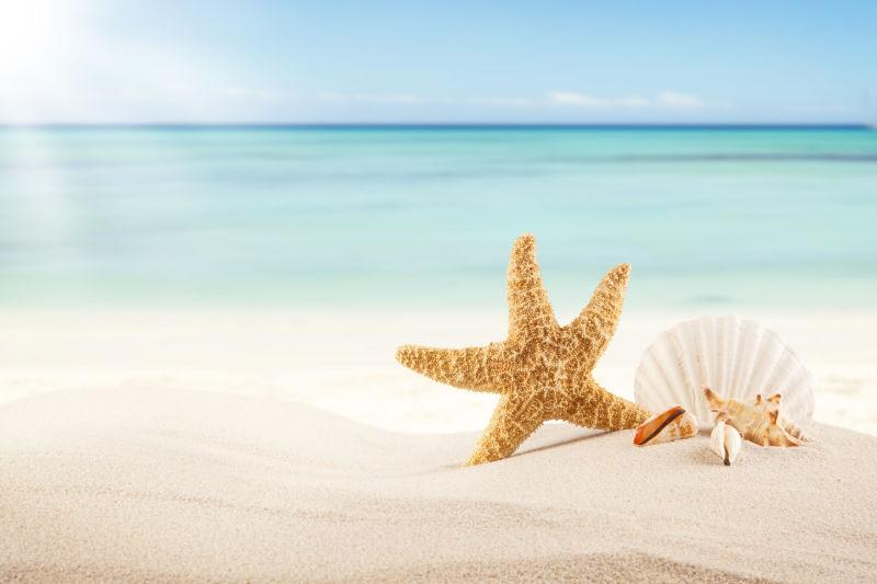 夏日度假海滩上的海星和贝壳