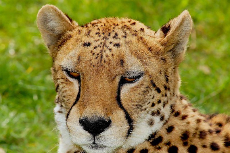 非洲草原上的猎豹