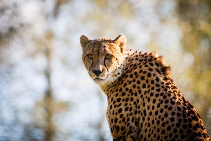 美丽的猎豹在塞伦盖蒂国家公园