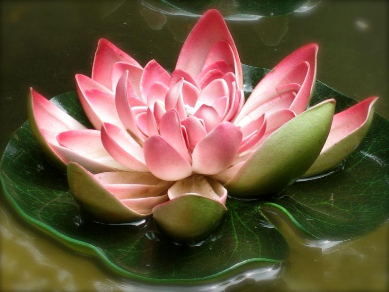 水上盛开的粉色荷花