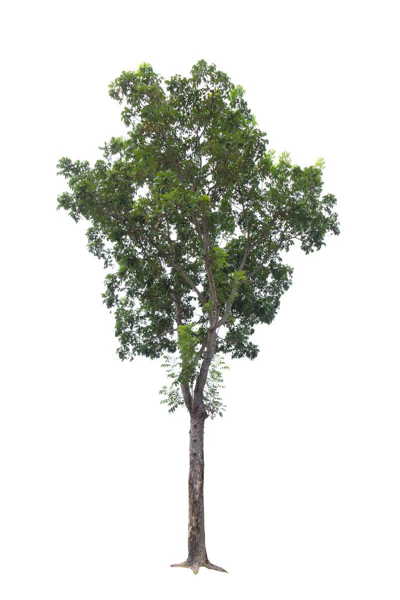 白色背景下孤立的长满叶子的大树
